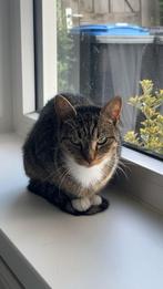 Poes te koop, Dieren en Toebehoren, Katten en Kittens | Overige Katten, Poes, Kortharig, 3 tot 5 jaar