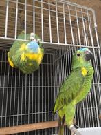 Jonge blauwvoorhoofd amazones met DNA+getest op ziektes, Dieren en Toebehoren, Meerdere dieren, Papegaai
