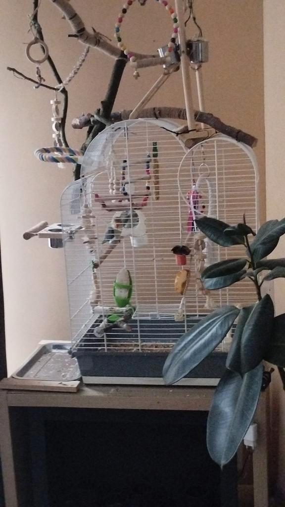 Gevraagd valkparkiet of grotere parkiet, Dieren en Toebehoren, Vogels | Parkieten en Papegaaien