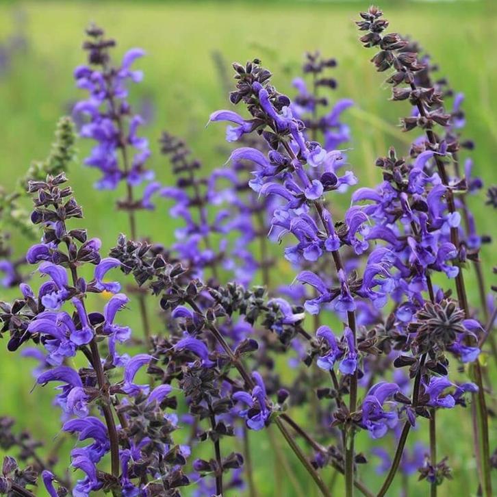 Zaden veldsalie (Salvia pratensis) - inheems, Tuin en Terras, Bloembollen en Zaden, Zaad, Voorjaar, Volle zon, Ophalen of Verzenden