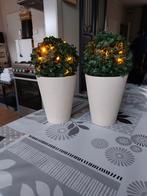 Buxus in pot, Tuin en Terras, Ophalen, Rond, Kunststof, Minder dan 30 cm
