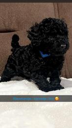 Mini Toy poedel !! Zeer mooi zeer apart bear face !!, Dieren en Toebehoren, Honden | Chihuahua's en Gezelschapshonden, Poedel