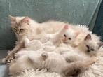 100% mooie zuivere Ragdoll kittens, Dieren en Toebehoren, Katten en Kittens | Raskatten | Langhaar, Meerdere dieren, 0 tot 2 jaar