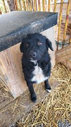 Paul zoekt een fijn huisje, Dieren en Toebehoren, Honden | Niet-rashonden, Particulier, Reu, 1 tot 2 jaar, Buitenland