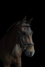 Prachtige New Forest sportpony / kinderpony / menpony, Dieren en Toebehoren, Met stamboom, B, Ruin, Springpony
