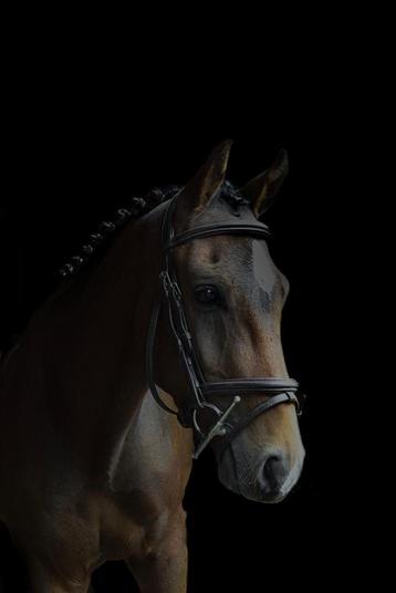 Moet weg❗️Prachtige New Forest sportpony / kinderpony beschikbaar voor biedingen