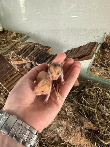 Baby goudhamsters  beschikbaar voor biedingen