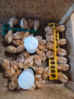 Aanbieding! Lohman kuikens alleen hennen /zeer goede leggers, Vrouwelijk, Kip