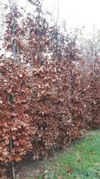Beuk in zuilvorm, Tuin en Terras, Bloeit niet, Overige soorten, 250 tot 400 cm, Ophalen