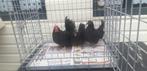 Trio Chabo, zwart,geringd, 4 mnd.oud., Dieren en Toebehoren, Pluimvee, Meerdere dieren, Kip