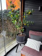 Kunst Citroenboom 180cm met Pot, Huis en Inrichting, Ophalen, Nieuw, Binnen