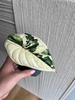 Alocasia dragon scale variegata, Ophalen of Verzenden, Overige soorten, Minder dan 100 cm