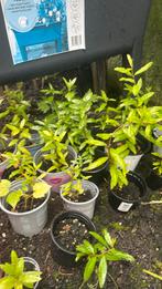 Granaatappel planten, stekken, Ophalen of Verzenden, Minder dan 100 cm, Zomer