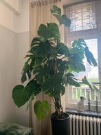 Grote Monstera Deliciosa gatenplant 135 cm hoog, Huis en Inrichting, Kamerplanten, Ophalen, Halfschaduw