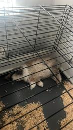 Dwerg konijn, Dieren en Toebehoren, Mannelijk, Dwerg