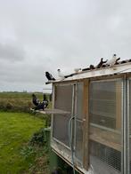 Vlieghelmen en ned hoogvliegers. Rood en evt zwart., Dieren en Toebehoren, Vogels | Duiven, Meerdere dieren