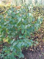 Sering bloemen licht paars 200cm volle grond Syringa biologi, Overige soorten, Volle zon, Vaste plant, Ophalen of Verzenden