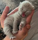 4 prachtig 100% Britse korthaar te koop, Dieren en Toebehoren, Kater, Ontwormd