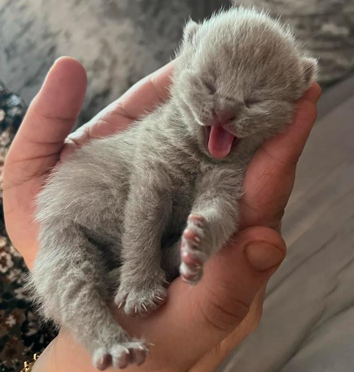 4 prachtig 100% Britse korthaar te koop, Dieren en Toebehoren, Katten en Kittens | Raskatten | Korthaar, Kater, Ontwormd, Ingeënt