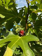 zwarte bes, vijg en mini kweepeer. Ook per struik, Ophalen, Minder dan 100 cm, Vijgenboom, Zomer