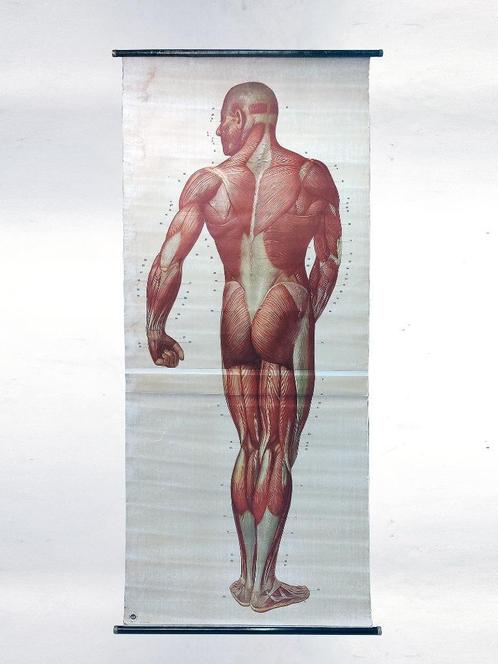 antieke schoolplaat anatomische mens, Antiek en Kunst, Antiek | Schoolplaten, Natuur en Biologie, Verzenden