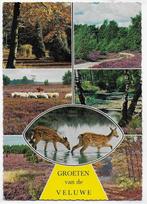 Veluwe gelopen ansichtkaart ( a137 ), Ophalen of Verzenden, 1980 tot heden, Gelopen, Gelderland