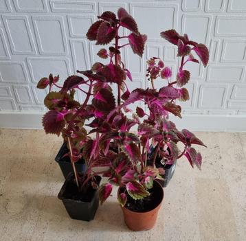 Siernetels / dovenetels / coleus beschikbaar voor biedingen