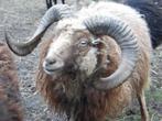 Ouessant schapen | Dekram te leen | Diverse kleuren, Dieren en Toebehoren, Schapen, Geiten en Varkens, Mannelijk, Schaap, 0 tot 2 jaar