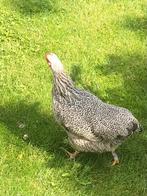 Eenzame kip op te halen, Dieren en Toebehoren, Vrouwelijk, Kip