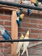 10  fischeri  vogels, Dieren en Toebehoren, Vogels | Parkieten en Papegaaien, Geslacht onbekend, Dwergpapegaai of Agapornis