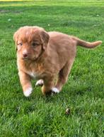 Nova Scotia Duck Tolling (Toller) retriever pups, Overige rassen, 8 tot 15 weken, CDV (hondenziekte), Meerdere