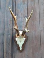 Grote XXL Reebok 6 ender. Kapitaal - Trofee -, Verzamelen, Dierenverzamelingen, Ophalen of Verzenden, Zo goed als nieuw, Hert