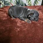 Franse buldog pups met stamboom en lange neusje, Dieren en Toebehoren, België, Particulier, CDV (hondenziekte), 8 tot 15 weken