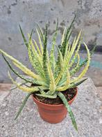 Aloe Humilis Variegata p10