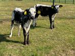 2 streeprug vaars kalveren plaatje voor in de wei, Dieren en Toebehoren, Vrouwelijk, 0 tot 2 jaar