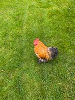 Kochin criel haan, Dieren en Toebehoren, Pluimvee, Mannelijk, Kip