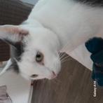 Baasje gezocht voor lieven kater, Kater, 3 tot 5 jaar