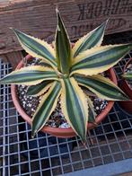 agave tricollor in Terracotta set, Ophalen of Verzenden, Bloeit niet, Overige soorten, Volle zon
