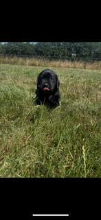 labrador pups, 8 tot 15 weken, Labrador retriever, Meerdere, Meerdere dieren