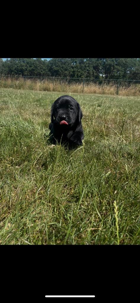 labrador pups, Dieren en Toebehoren, Honden | Retrievers, Spaniëls en Waterhonden, Meerdere dieren, Labrador retriever, Particulier
