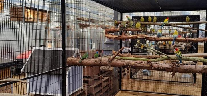 VOLIERE VOLIERPANEEL DIKSTE 3.6 MM 2O MM DRAADAFSTAND, Dieren en Toebehoren, Vogels | Hokken en Kooien, Volière, Metaal, Ophalen of Verzenden