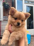 Te koop, nog 1 reutje beschikbaar🩵, Dieren en Toebehoren, Honden | Chihuahua's en Gezelschapshonden, Overige rassen, Meerdere
