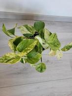 Marble Queen pothos, Huis en Inrichting, Kamerplanten, Ophalen, Halfschaduw, Minder dan 100 cm