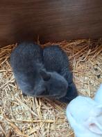 1 mooie  en tamme  dwerg konijnen, Geslacht onbekend, Dwerg