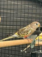 Bourke parkiet gezoomd, Mannelijk, Parkiet, Geringd