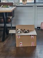 Huisje gezocht voor 2 prachtige ragdolls, Dieren en Toebehoren, Meerdere dieren, 0 tot 2 jaar