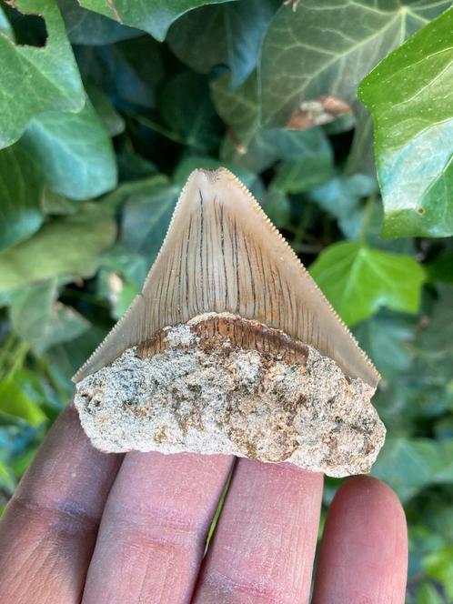 Megalodon haaientand, fossiel, Indonesië 3, Verzamelen, Mineralen en Fossielen, Fossiel, Ophalen of Verzenden