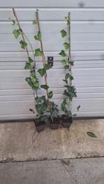 actie hedera hibernica klimop of als bodembedekker, Tuin en Terras, Planten | Struiken en Hagen, Ophalen of Verzenden, Overige soorten