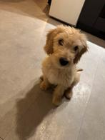 Cockapoo pup reu 14 weken oud., Dieren en Toebehoren, Honden | Niet-rashonden, Reu, CDV (hondenziekte), 8 tot 15 weken, Eén hond
