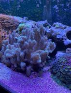 Zeeaquarium koraal duivelsklauw tekoop, Dieren en Toebehoren, Overige typen, Zoutwatervis